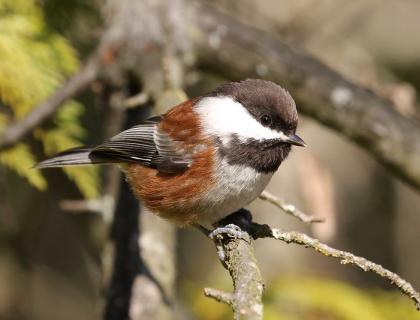 Chestnut-backed Chickadee perched on a branch in sunshine