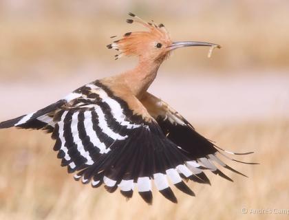 Eurasian Hoopoe in flight, carrying a grub in its beak