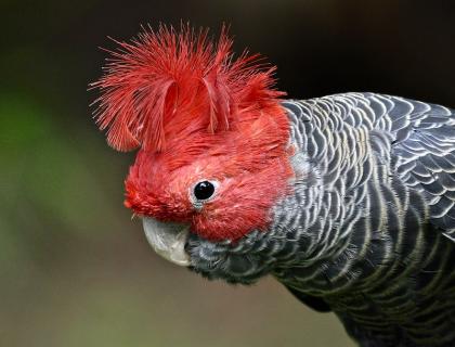 A Gang-Gang Cockatoo showing bright red feathers on its face and in a curved crest atop its head, with brindled gray and white feathers on its shoulder and chest.