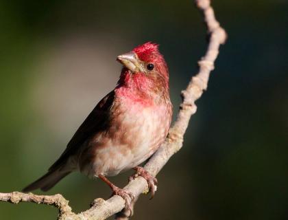 A male Purple Finch facing forward, looking up to his right, in sunlight