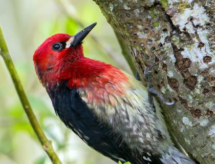 Red-breasted Sapsucker clinging to side of tree, the bark with small holes pecked in it