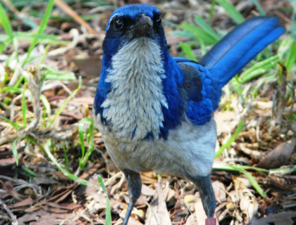 A close-up view of an Island Scrub-jay seen head on. The bird has a white breast and belly, a black mask, and blue body.