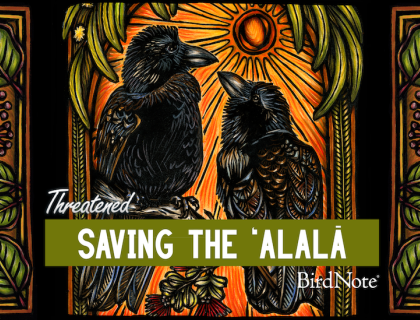 The Threatened episode artwork for "Saving the ʻAlalā"