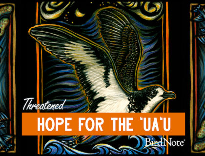 The episode artwork for Threatened: "Hope for the ‘Ua‘u"