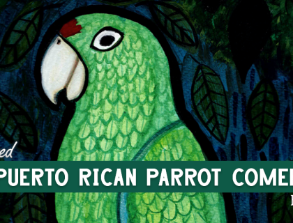 An illustration of a Puerto Rican Parrot with the text "The Puerto Rican Parrot Comeback"