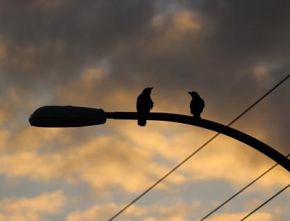 Crows on street light
