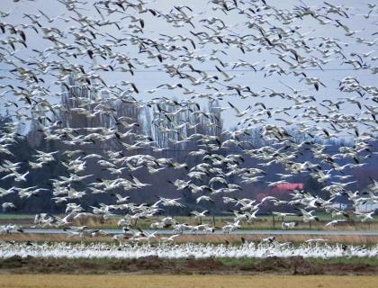 Snow Geese flock take flight