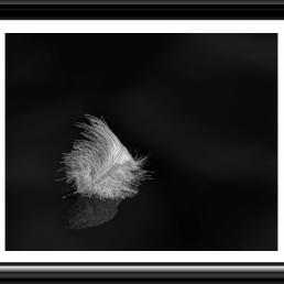 Closeup of a feather resting on a reflective surface