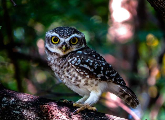 Spotted Owlet