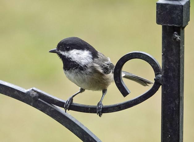 Black-capped Chickadee on a fence Mike Hamilton