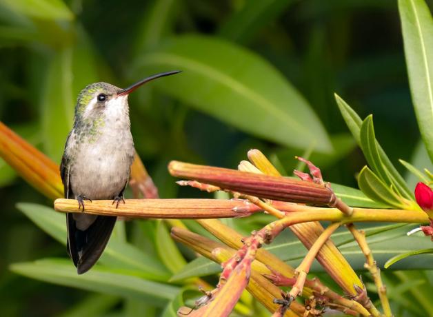 Broad-billed Hummingbird