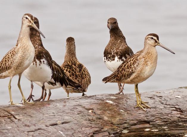 Short-billed Dowitchers & Black Turnstones