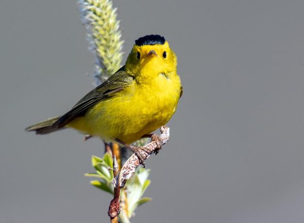 Wilson's Warbler in sunshine