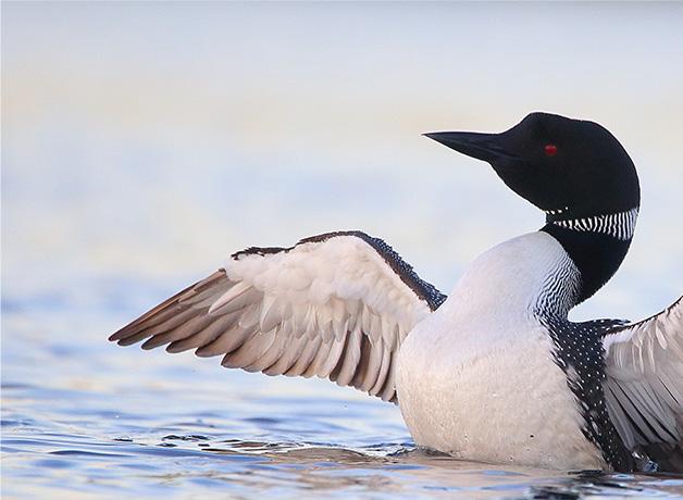 Common Loon floating on water, wings outstretched