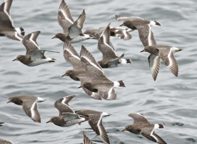 Surfbirds in flight at Alki Beach, Washington State