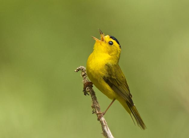 Wilson's Warbler