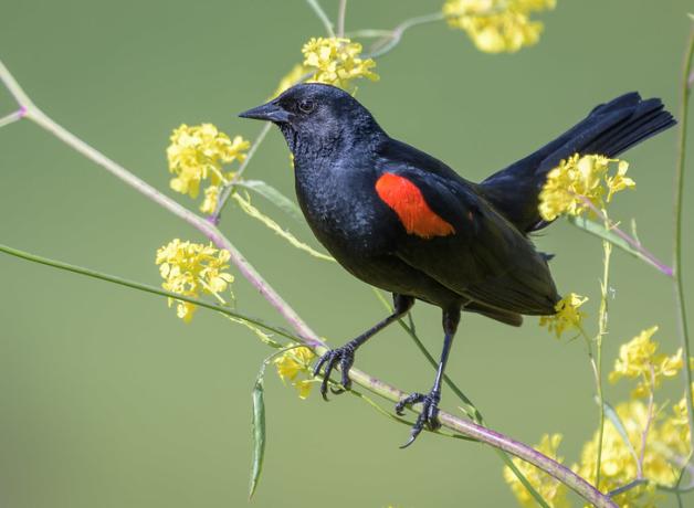 Red-winged Blackbird