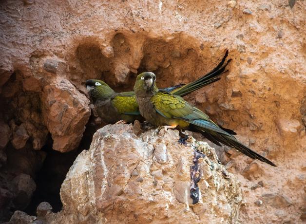 Two Burrowing Parakeets perched at the entrance of a tunnel on a dirt cliff face