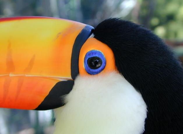 Toco Toucan seen in closeup, with black and white head, large orange beak and bright blue-ringed eye