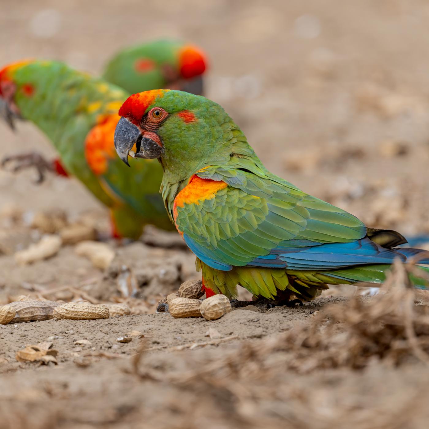 Red-fronted Macaws feasting on peanuts