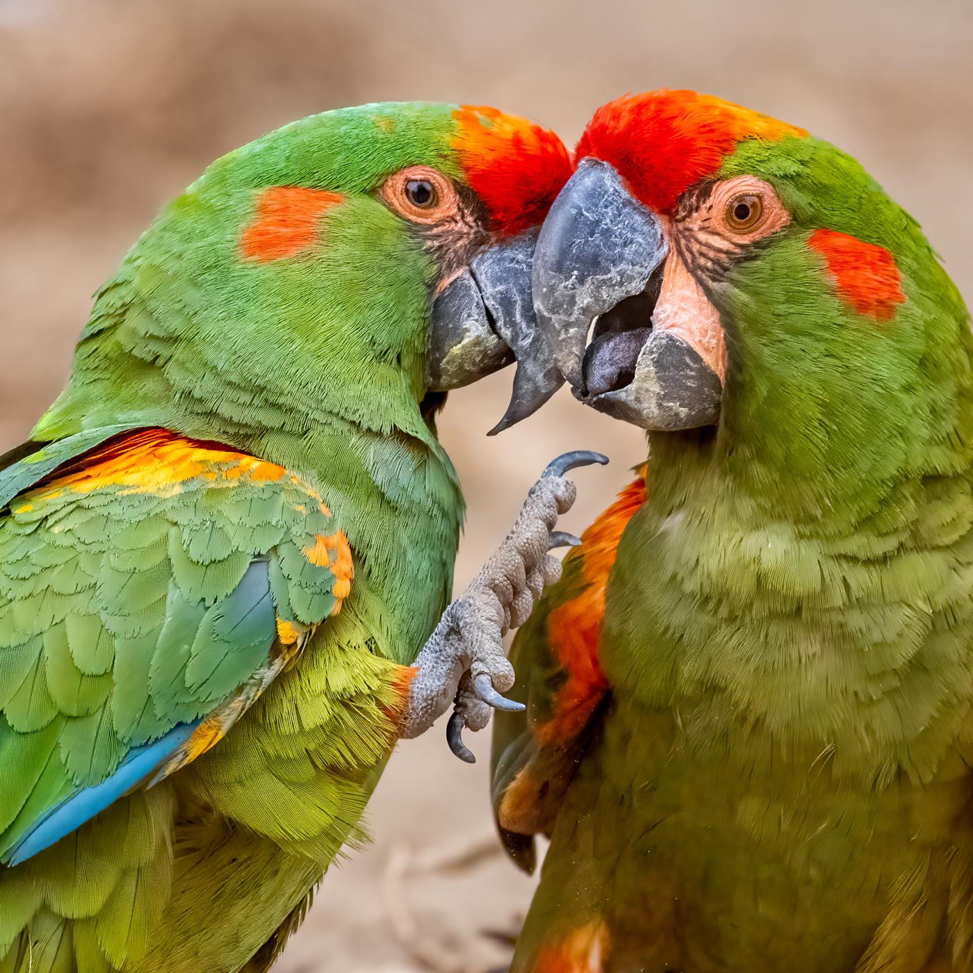 Red-fronted Macaws
