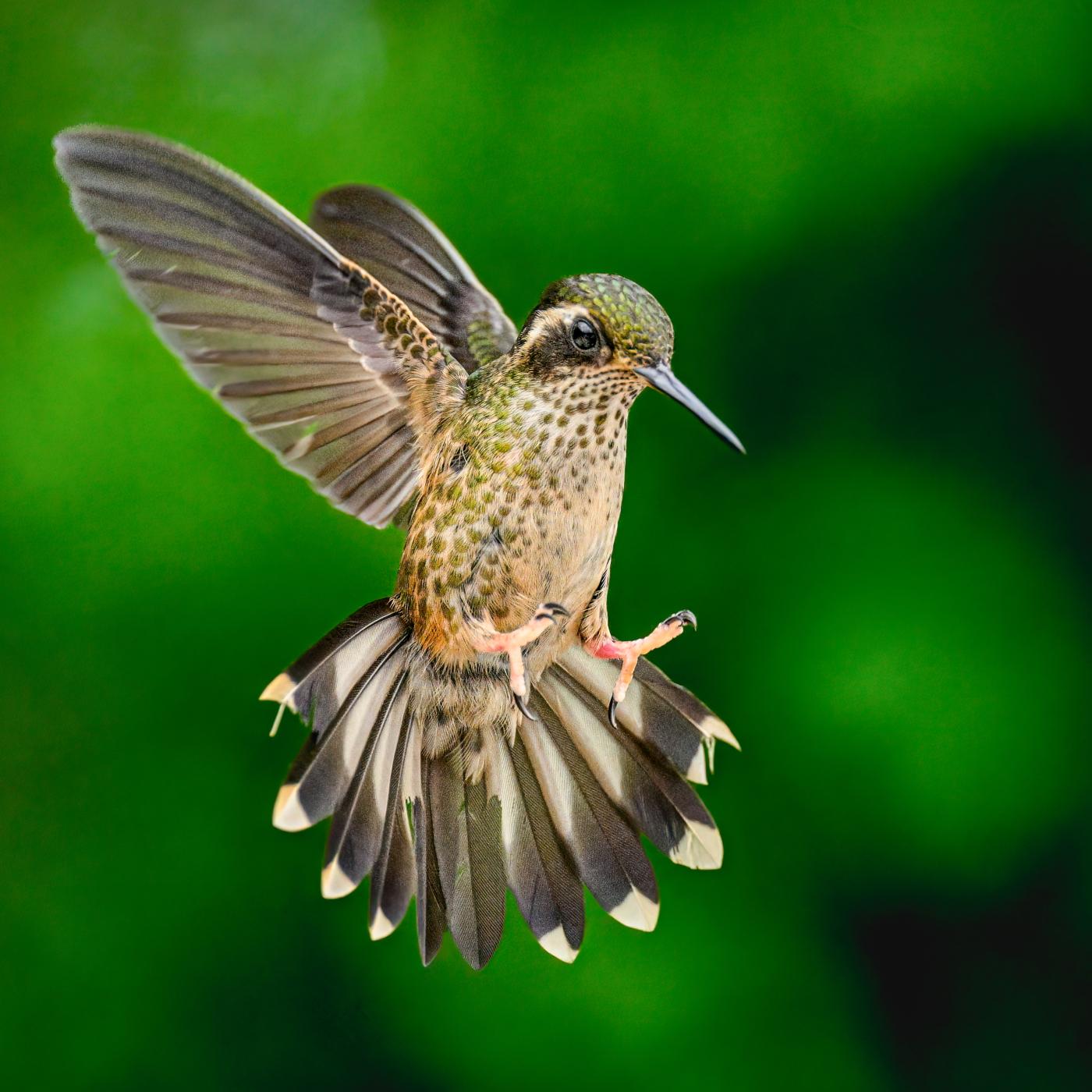 Speckled Humminbird