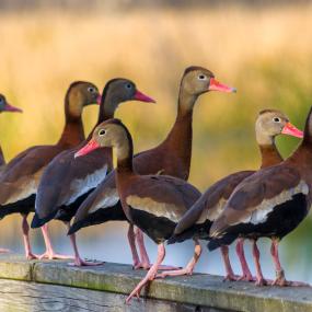 Una pequeña bandada de patos delgados, se llaman pijijes alas blanca, con picos de color naranja brillante y vientres negros encaramados en un tronco