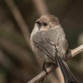Un pajarito marrón llamado sastrecillo se sienta sobre una caña