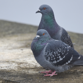 Two feral rock pigeons sit close together on a concrete surface