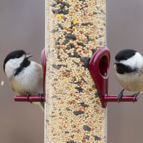 Two chickadees sitting opposite on a tube-shaped bird feeder