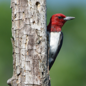 A photo of a Red-headed Woodpecker perched against a bare, vertical branch in bright sunlight. 