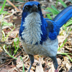 A close-up view of an Island Scrub-jay seen head on. The bird has a white breast and belly, a black mask, and blue body.
