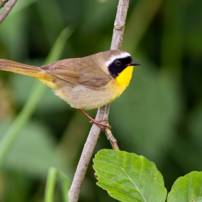 A male Common Yellowthroat warbler perched on a branch against green background.
