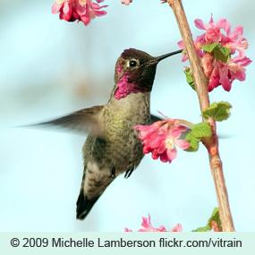 Anna's Hummingbird drinking from flower