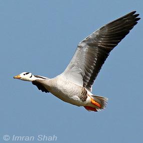 Bar-headed Goose