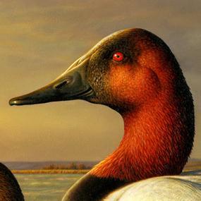 Canvasback Ducks on duck stamp