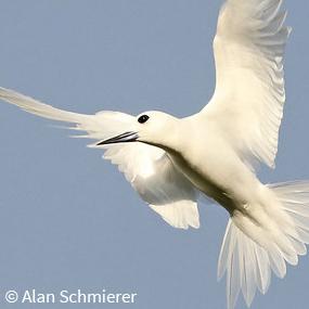 White Tern in flight