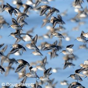 Flock of Dunlin