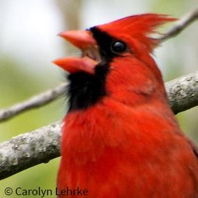 A male Northern Cardinal singing