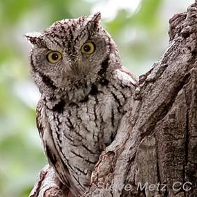 Western Screech Owl