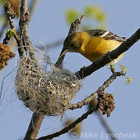 Baltimore Oriole female building nest