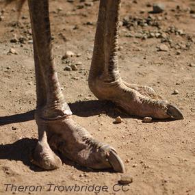 Ostrich feet