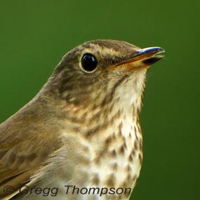Swainson's Thrush