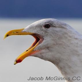 Glaucous-winged Gull