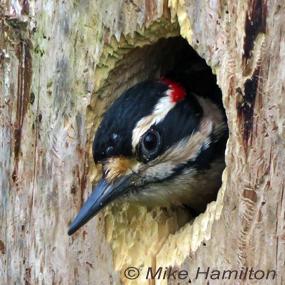 Hairy Woodpecker