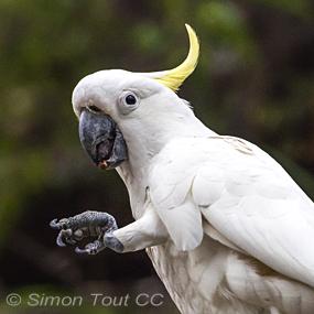 Sulphur-crested Cockatoo