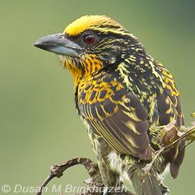Gilded Barbet