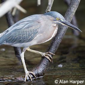Striated Heron