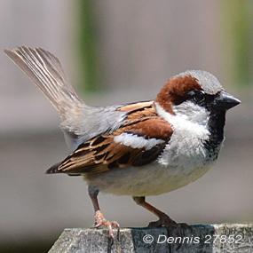 House Sparrow