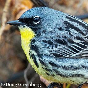 Kirtland's Warbler